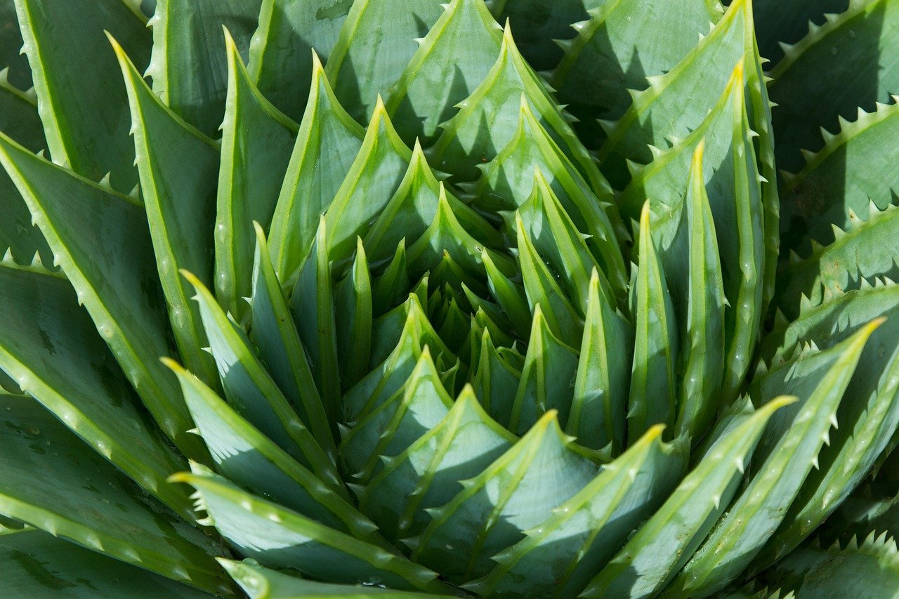 Aloe vera — Aloès